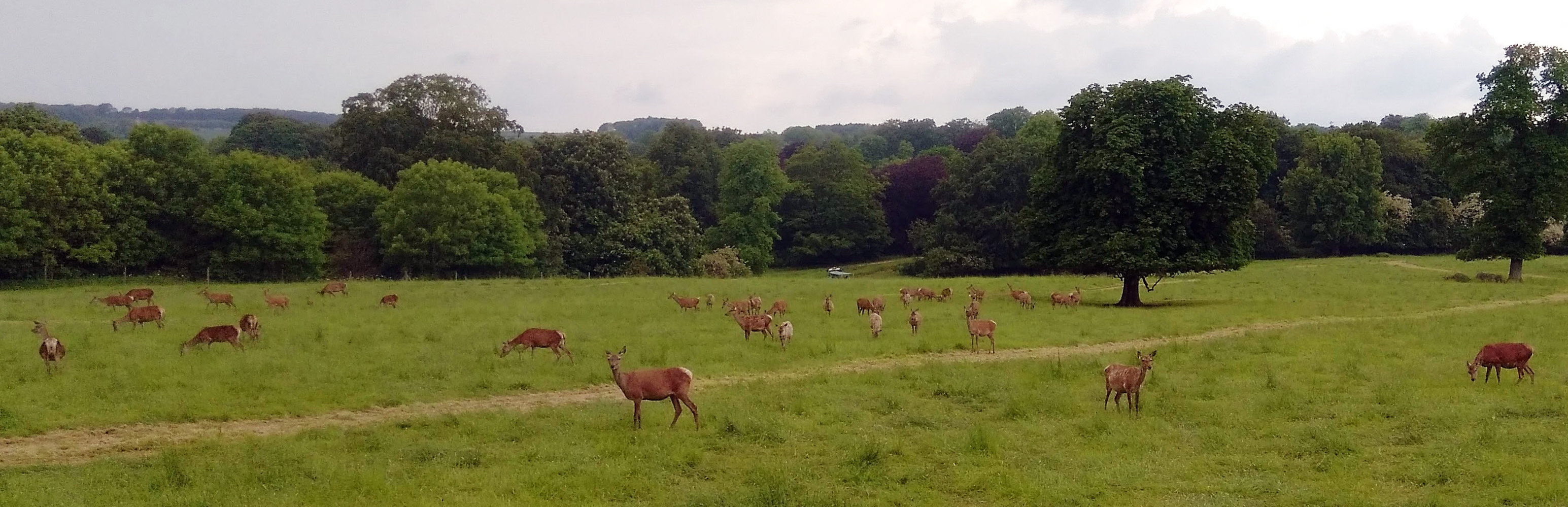 "Do baby deer come out of lady deer's bottoms, Mummy?" The Deer Safari at Sledmere House