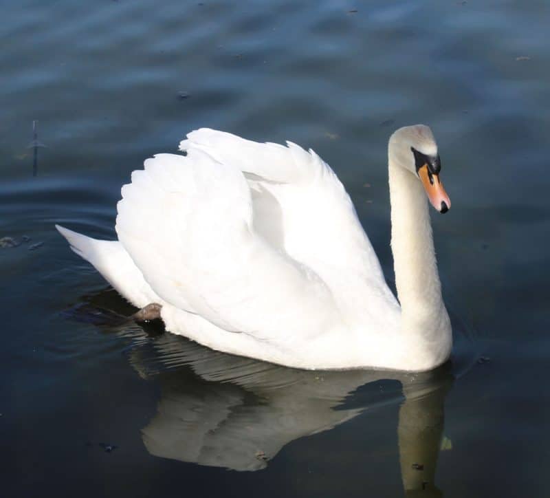 Swans at Castle Howard