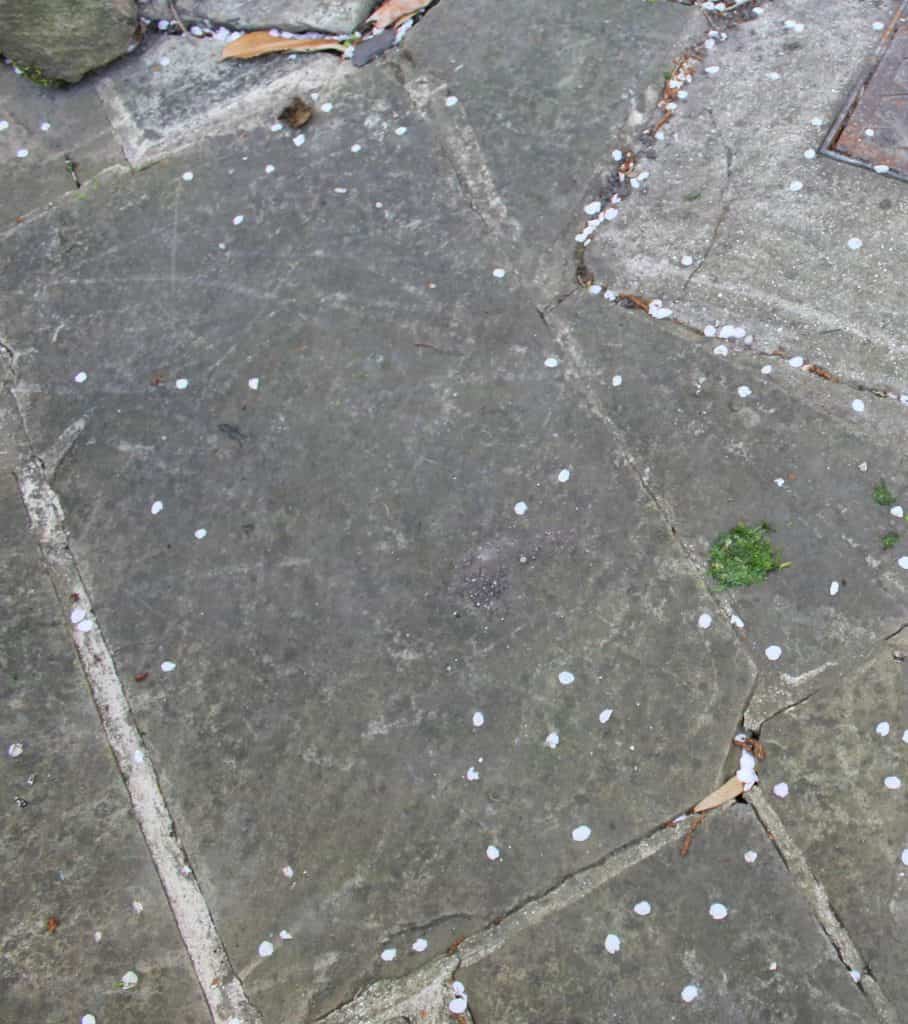 Patio Black Spot Remover Does it actually work? ⋆ Yorkshire Wonders