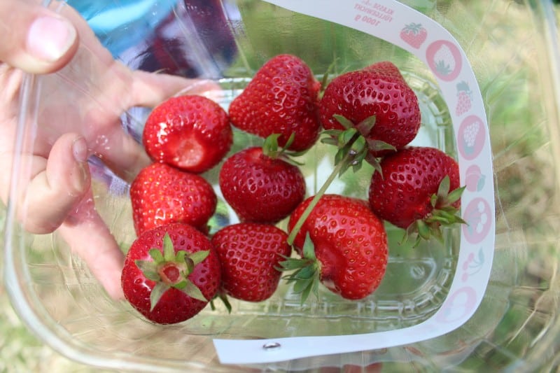 Strawberry Picking Yorkshire