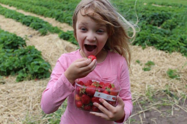 10 Best Places to go Strawberry Picking Yorkshire in 2023 ⋆ Yorkshire