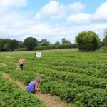 Strawberry Picking Yorkshire