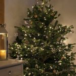 Pines and Needles Christmas Tree Review