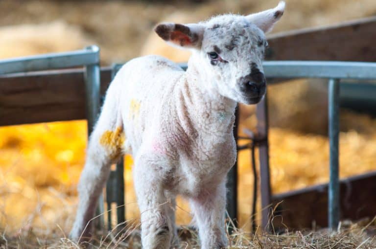 5 Places to See Animals Near Great Yarmouth ⋆ Yorkshire Wonders