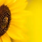 pyo sunflowers yorkshire