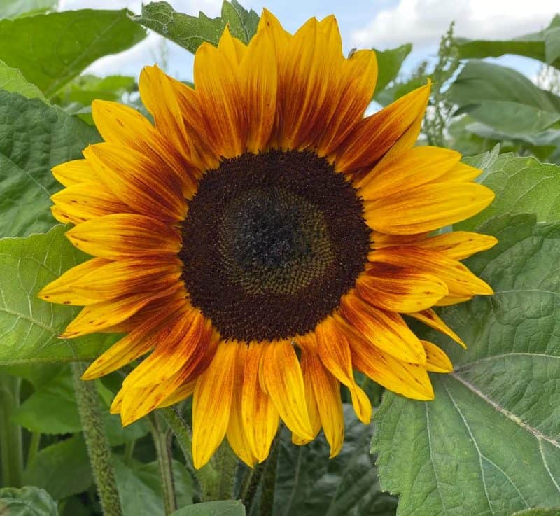 sunflower fields in yorkshire