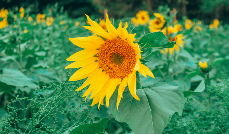 sunflower fields yorkshire