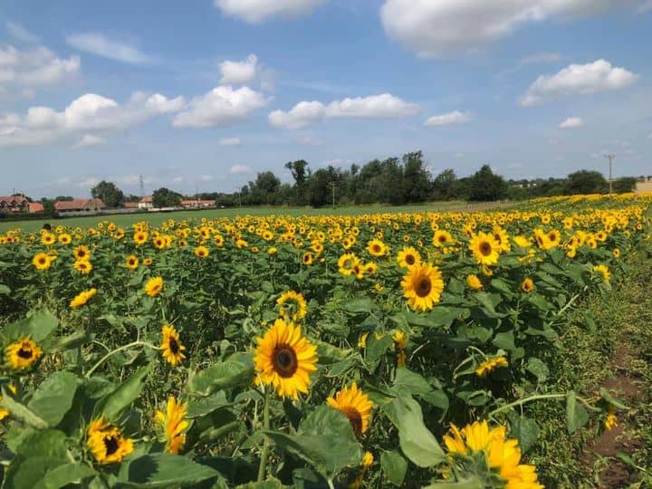 sunflower fields yorkshire