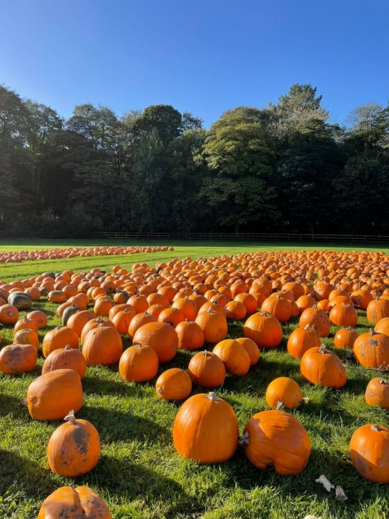 pumpkin picking yorkshire