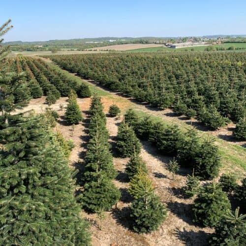 places to buy real christmas trees yorkshire