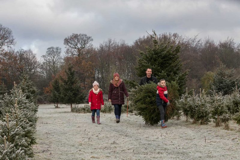 Cut your own Christmas Tree Yorkshire