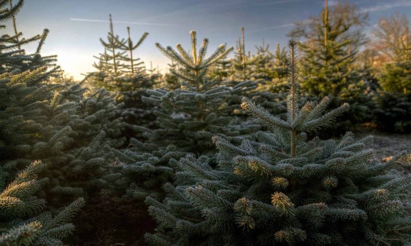 Cut your own Christmas Tree in Yorkshire
