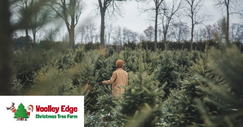 christmas tree farm yorkshire