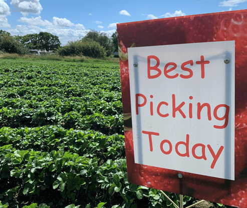 strawberry picking near Leeds in Yorkshire