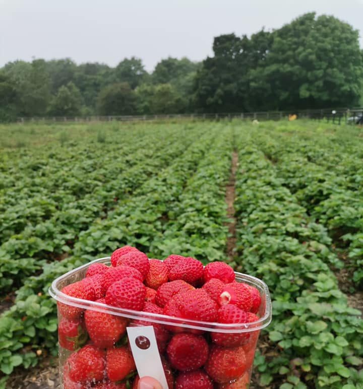 strawberry picking yorkshire