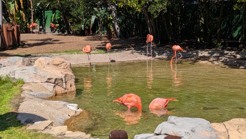 SeaWorld Orlando Review