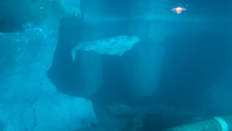 SeaWorld Orlando Review