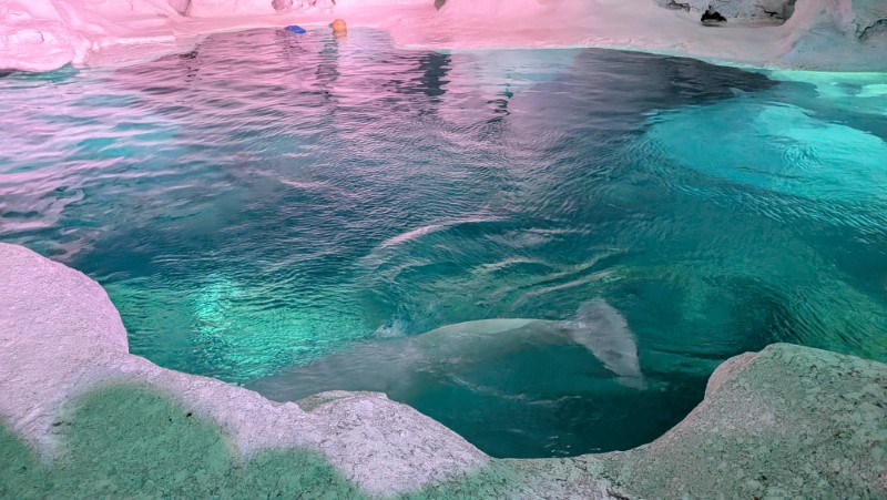SeaWorld Orlando Review
