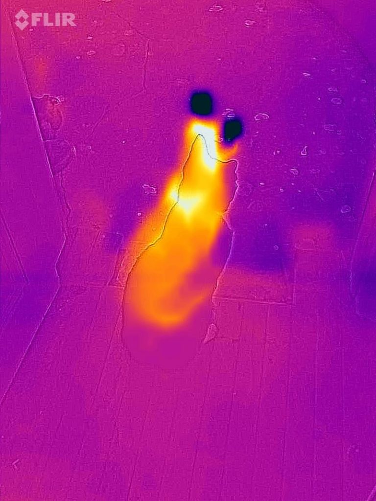 Thermal imaging of cat