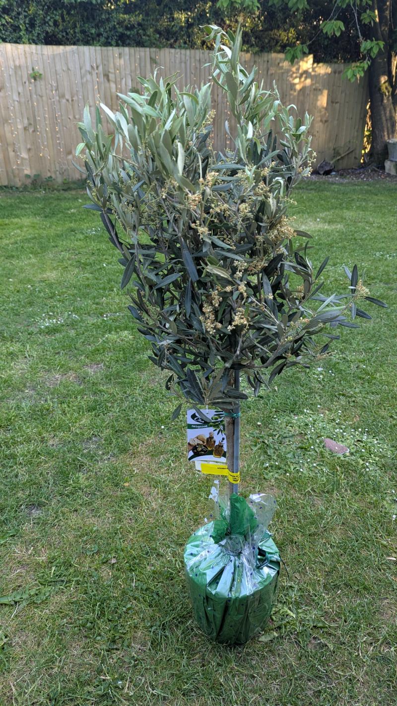 Standard Olive Trees beside door