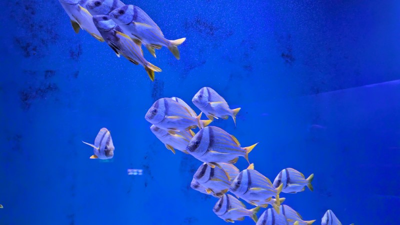 SEA LIFE at Icon Park in Orlando Review