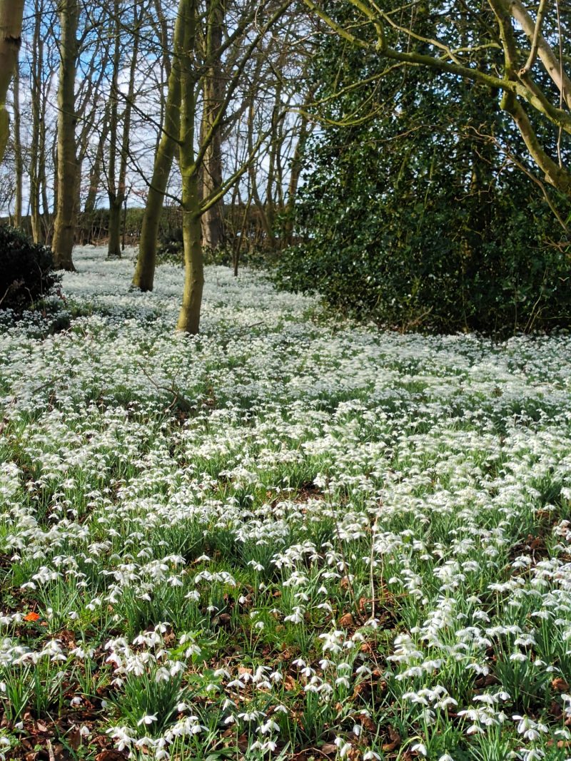 The best places to see snowdrops in Yorkshire