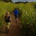 Things to do in York - York Maze